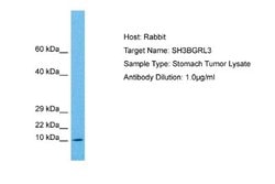 SH3BGRL3 Rabbit anti-Human, Polyclonal, Novus Biologicals 0.1ml; Unconjugated:Antibodies,